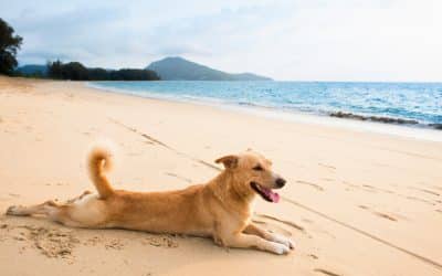 Pool safety tips for pets