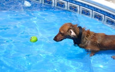 How to enjoy the pool with your pup