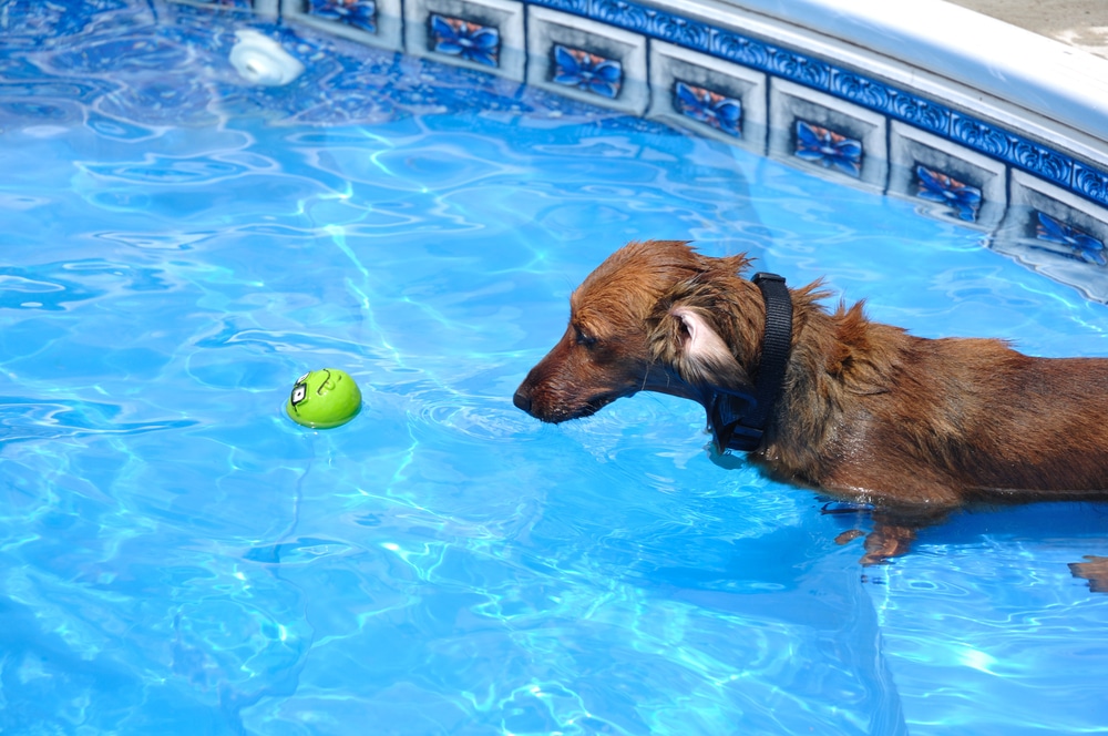 How to enjoy the pool with your pup